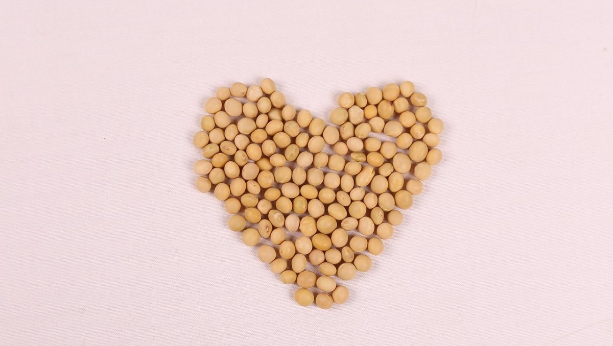 Proteínas vegetais: boas fontes para incluir na rotina