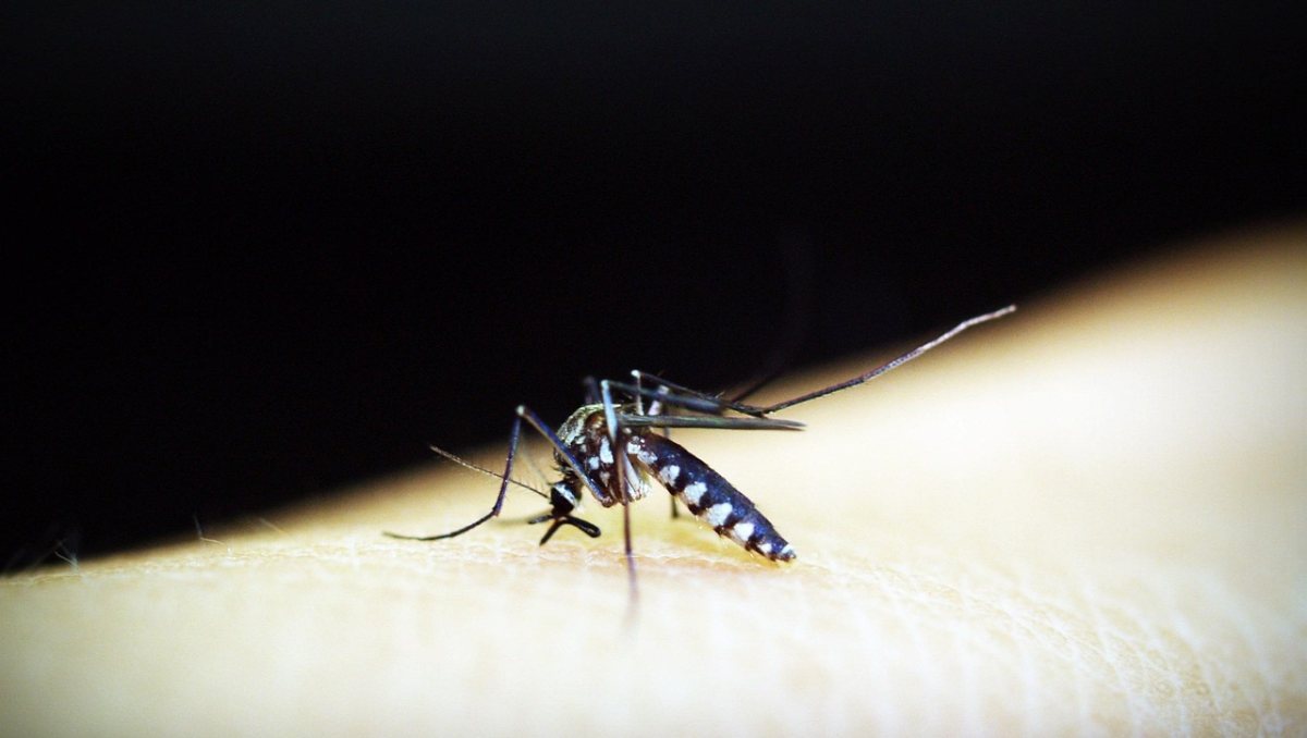 Mudanças climáticas ampliam risco de dengue no Brasil